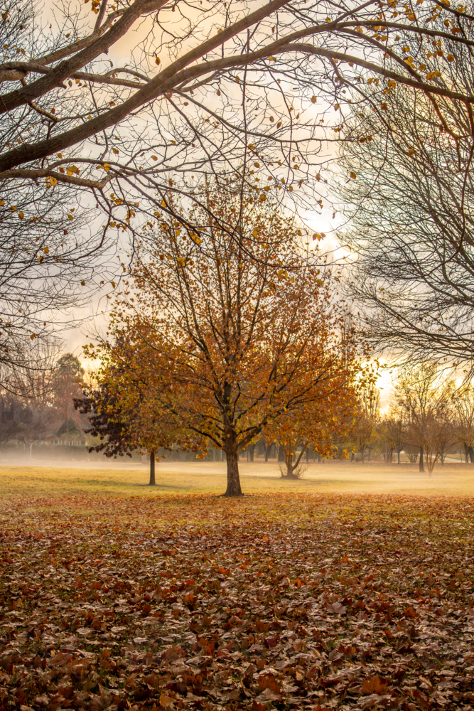 A golden autumn tree and a field of autumn leaves - Australian Stock Image