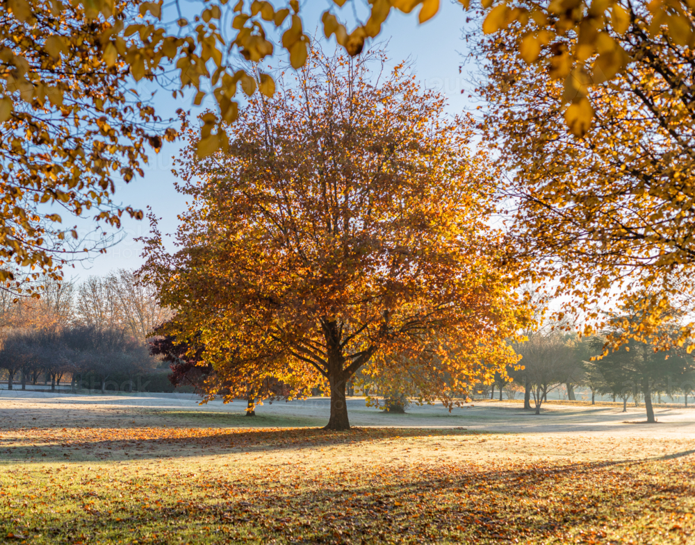 Image of A golden autumn tree in a park under a blue sky - Austockphoto