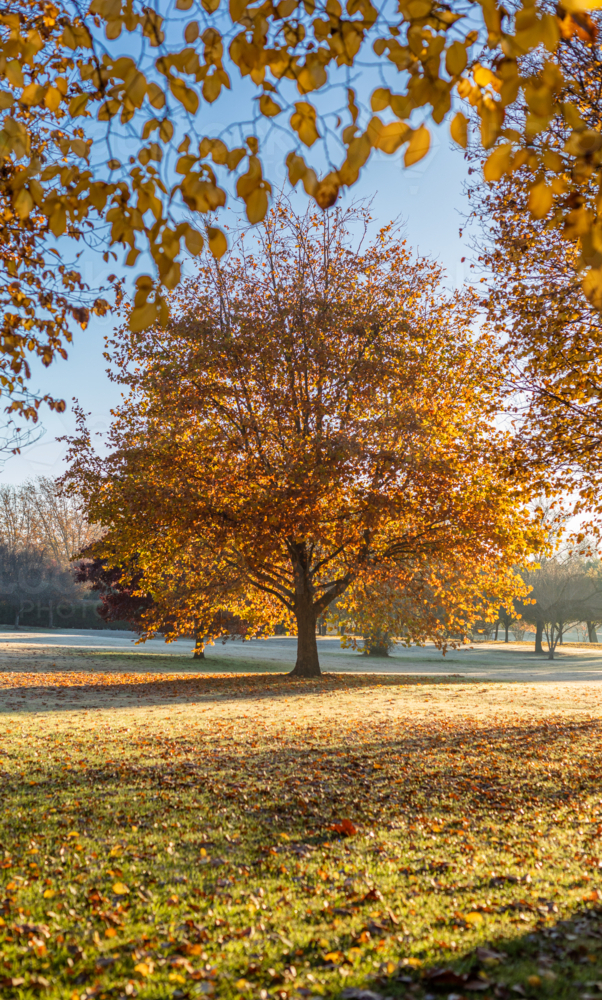 A golden autumn tree in a park under a blue sky - Australian Stock Image