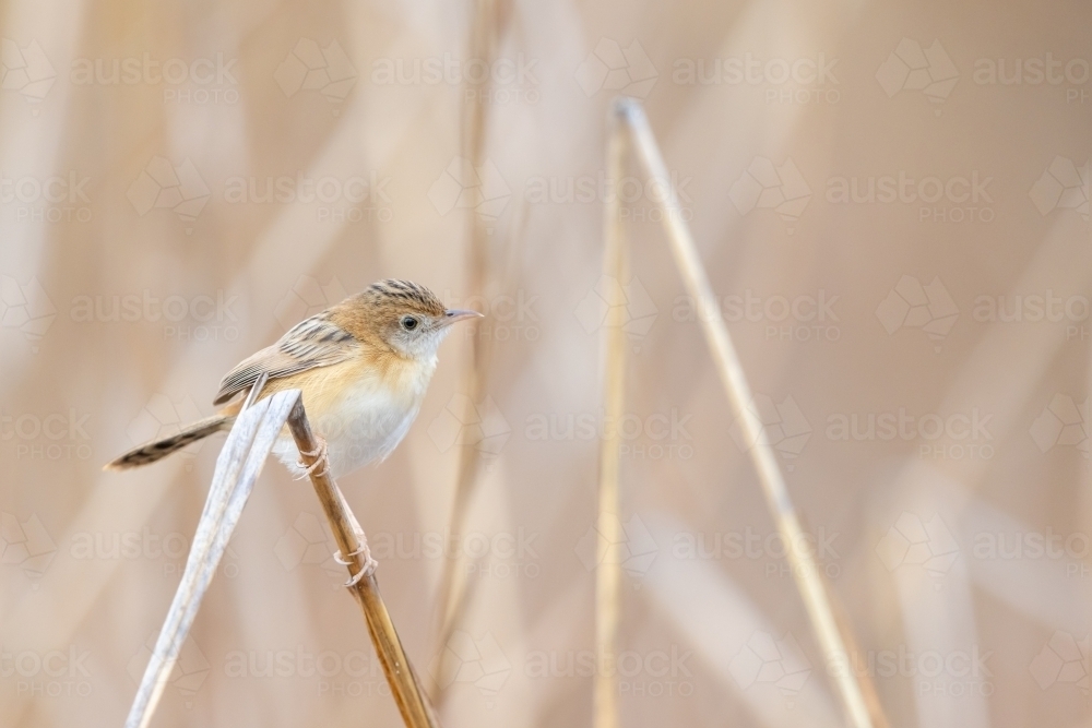 A golden-headed cisticola perched on a stalk of dry grass - Australian Stock Image