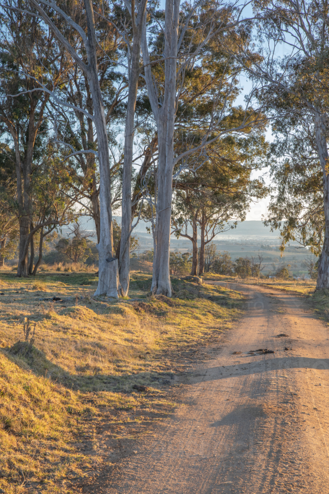 A golden morning on a dirt road lined with grey gums - Australian Stock Image