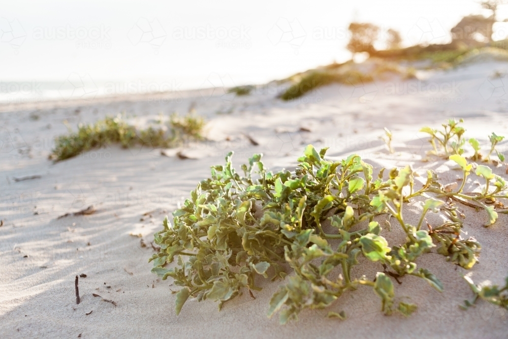 A green, leafy plant sits in a small, soft sand dune, with warm sun flare in the background. - Australian Stock Image