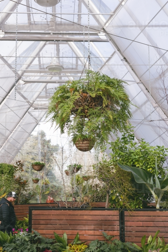 a greenhouse with a transparent ceiling filled with green plants - Australian Stock Image