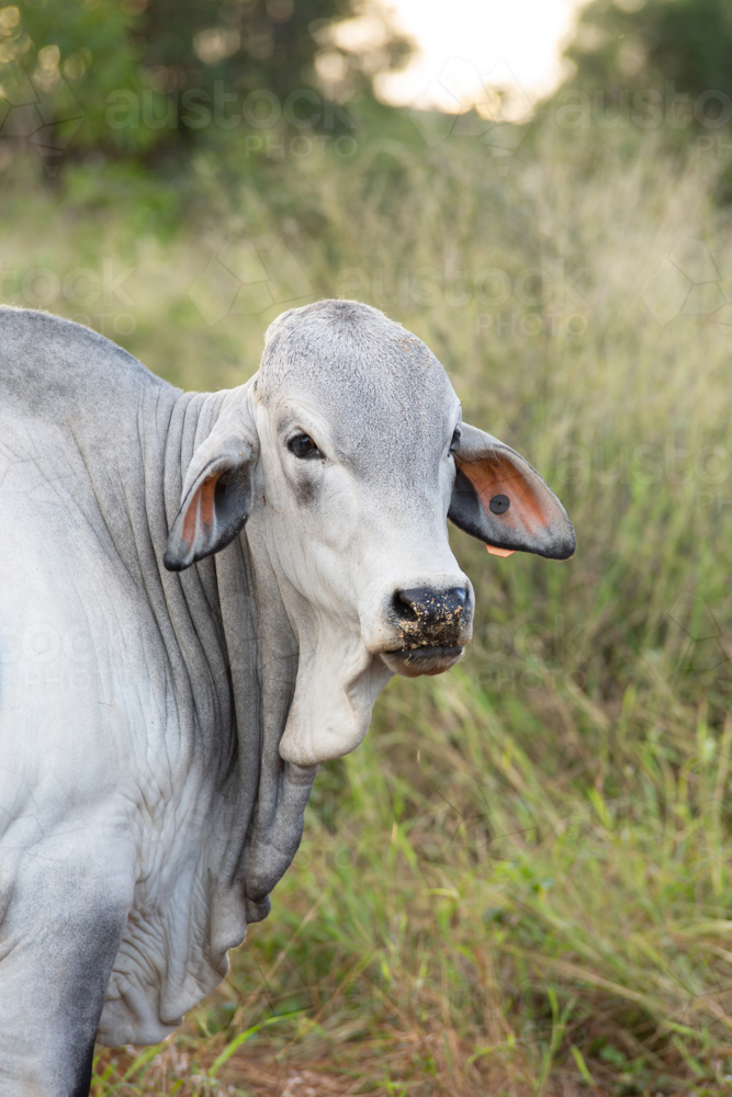 A Grey Brahman Cow - Australian Stock Image
