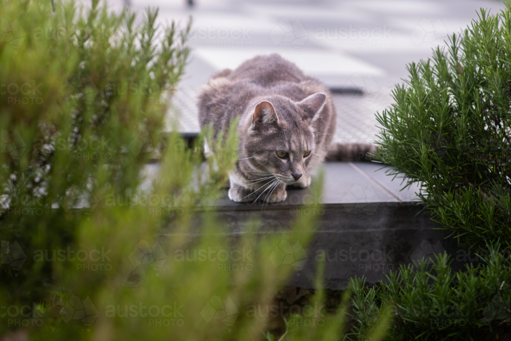 a grey cat crouches on a ledge behind a hedge of rosemary - Australian Stock Image