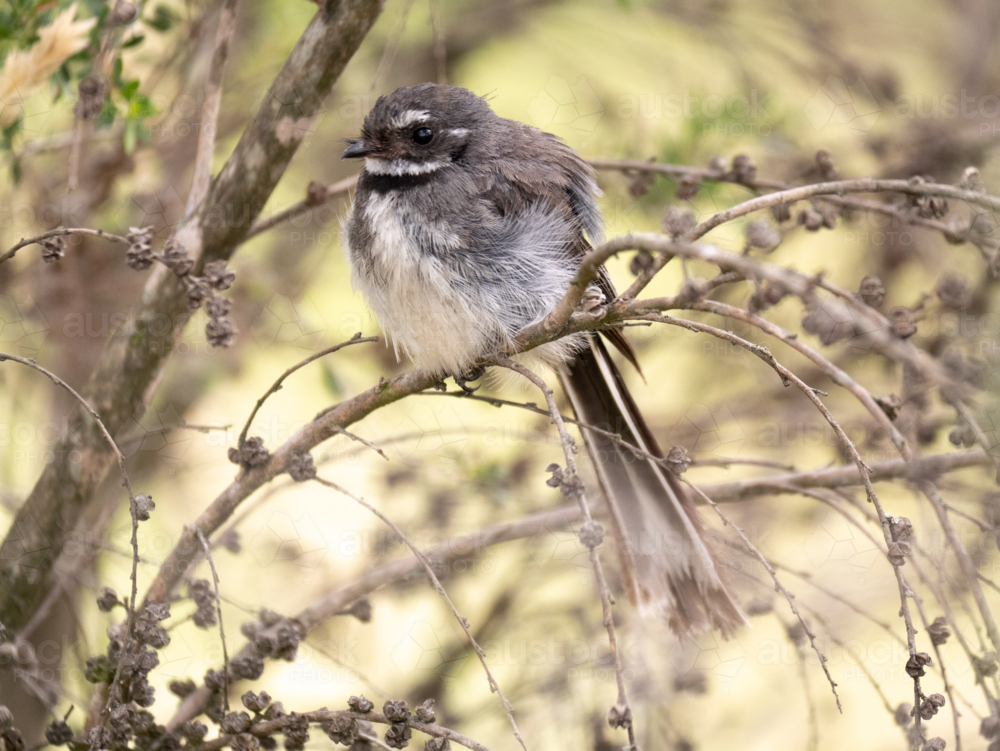 A grey fantail (Rhipidura albiscapa) - Australian Stock Image