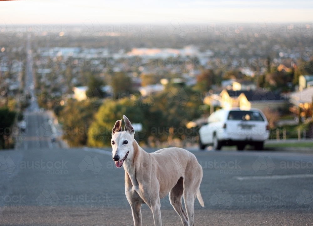 A greyhound standing on the road - Australian Stock Image
