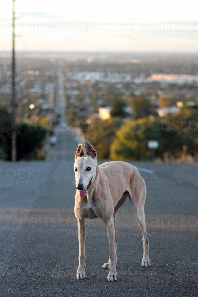 A greyhound standing on the road - Australian Stock Image