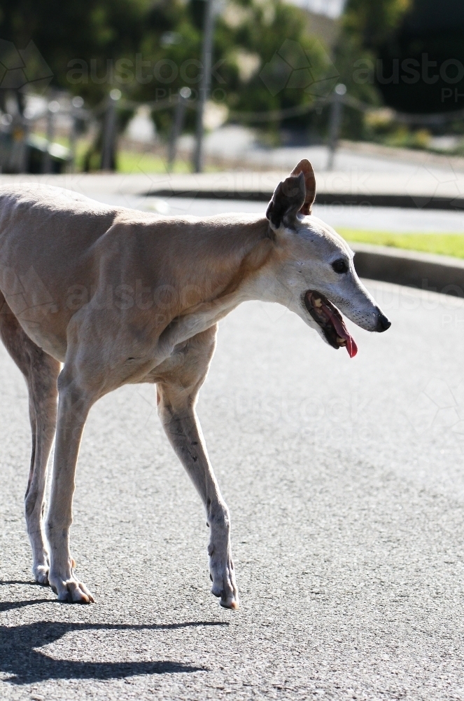 A greyhound walking on the road - Australian Stock Image