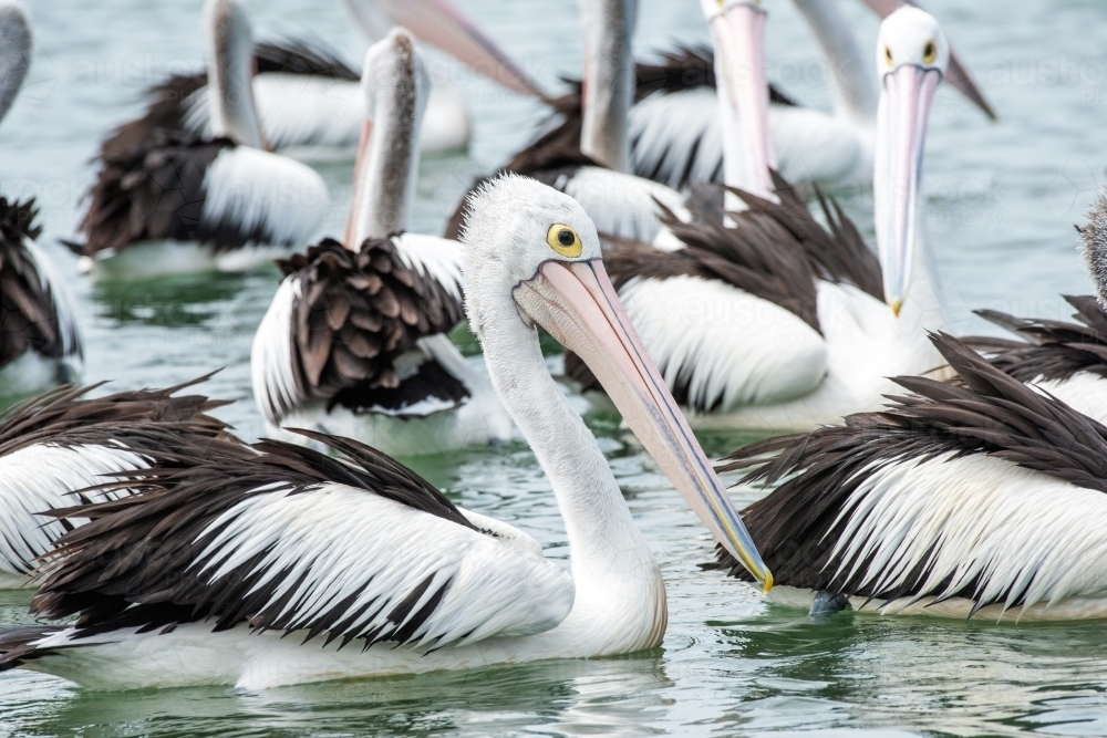A group of Australian pelican birds on the water - Australian Stock Image