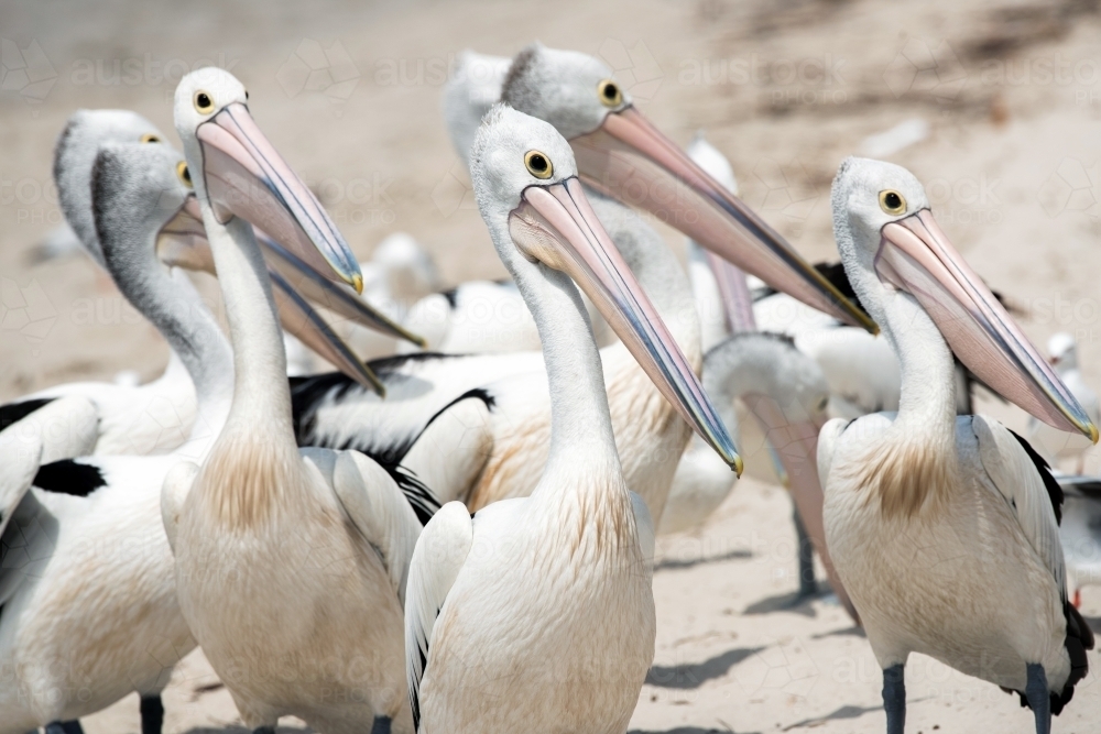 A group of Australian pelican birds walking on the sand before feeding - Australian Stock Image