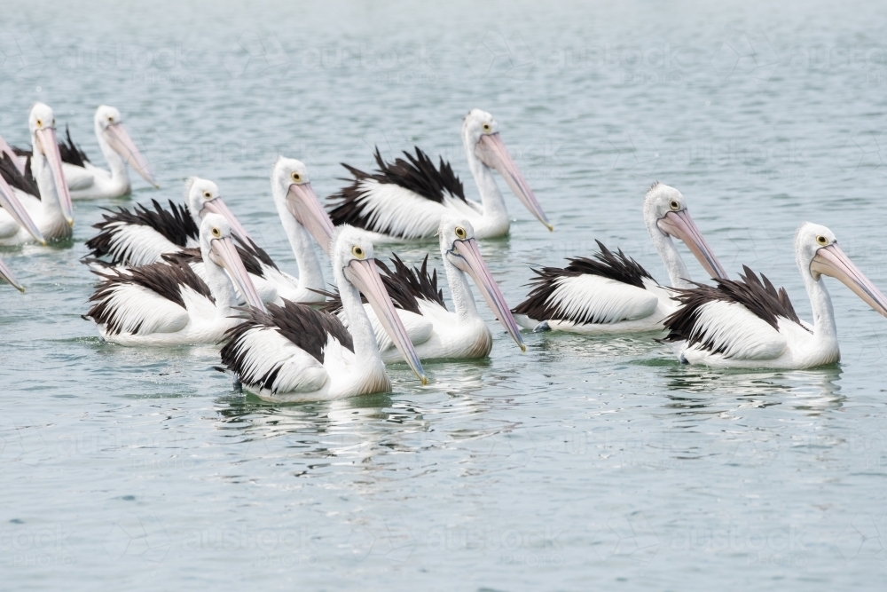 A group of Australian pelicans swimming in a tight group together. - Australian Stock Image