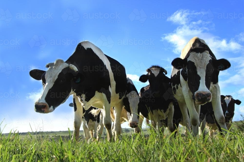 Image of A Group of Curious Cows - Austockphoto
