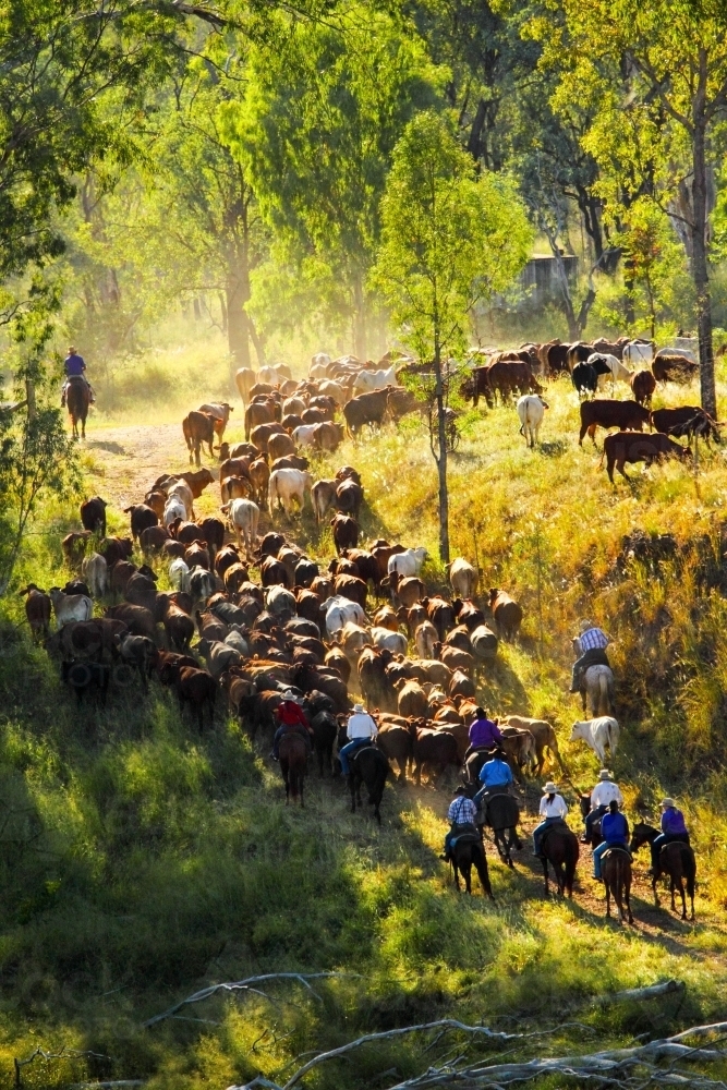 A group of horse riders muster a mob of cattle up a river bank - Australian Stock Image
