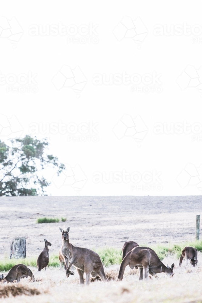 A group of kangaroos feeding in a field with one looking at the camera - Australian Stock Image