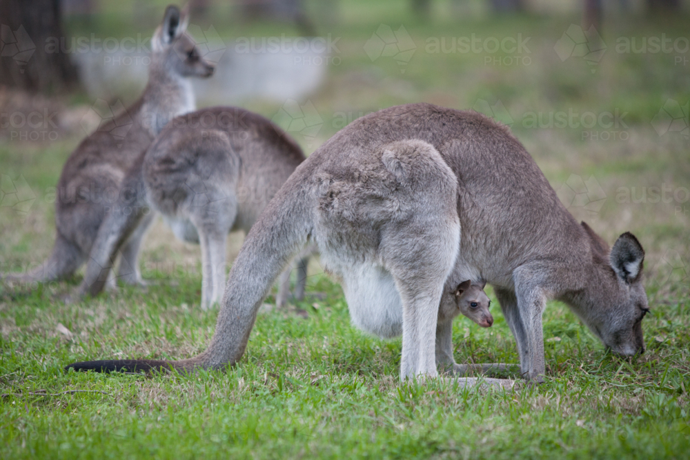 A group of kangaroos graze. A joey keeps safe inside it's mother's pouch in Hunter Valley - Australian Stock Image