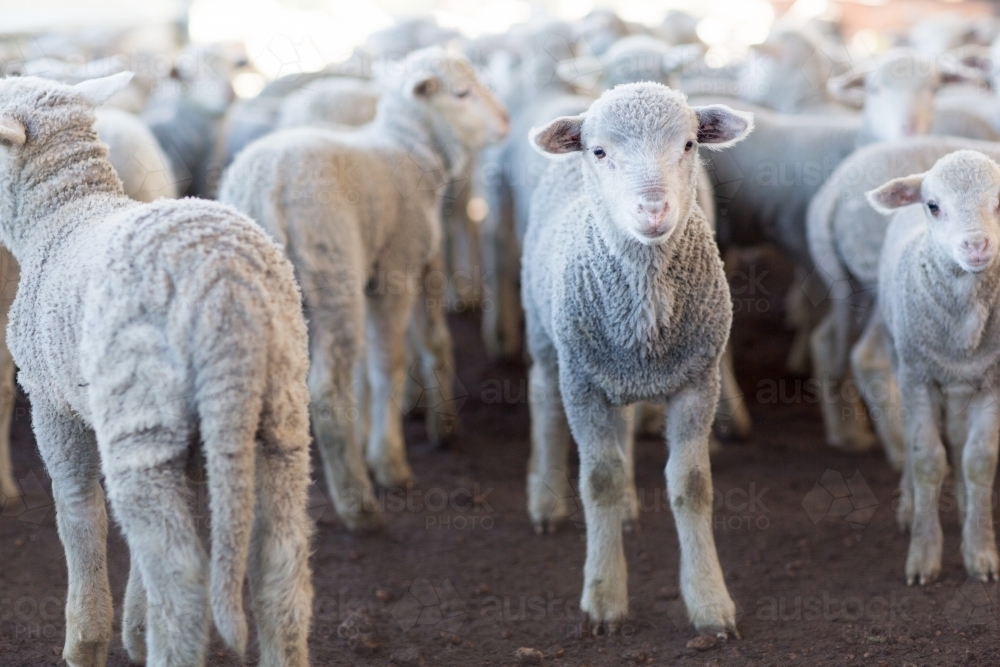 A group of merino lambs in yard - Australian Stock Image