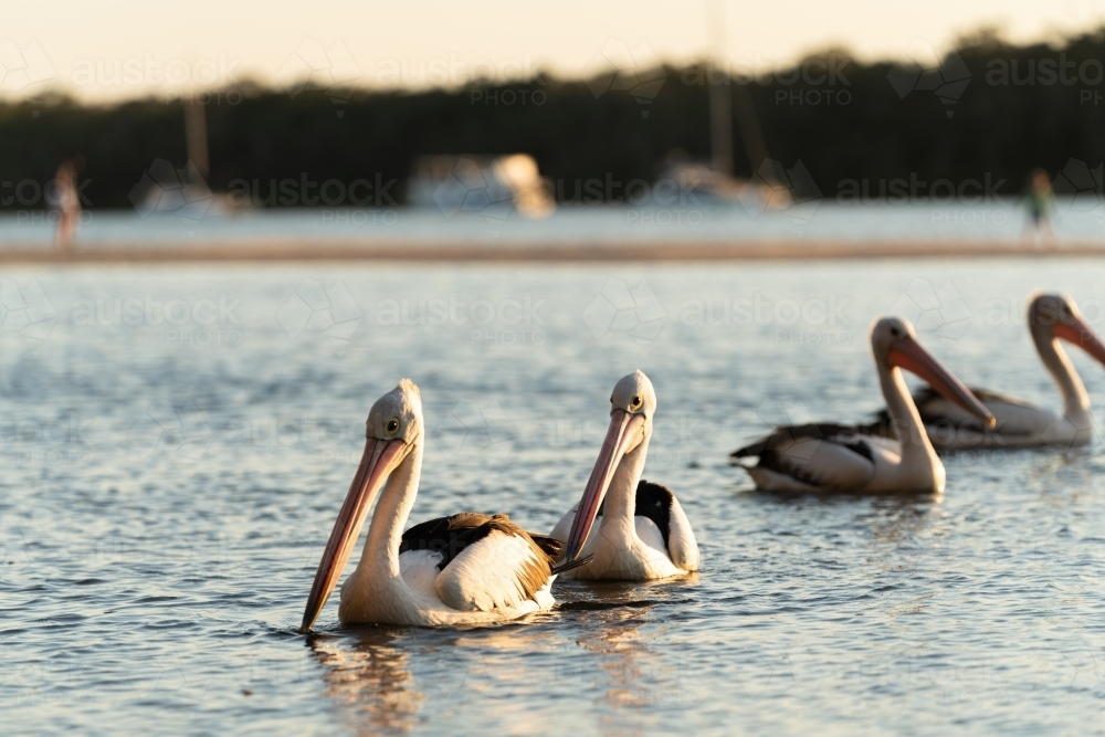 A group of pelicans floating on the water with a soft glow of sunlight - Australian Stock Image