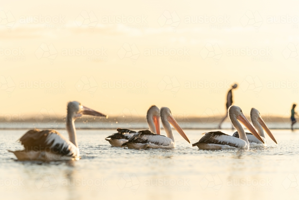 A group of pelicans floating on the water with a soft glow of sunlight - Australian Stock Image