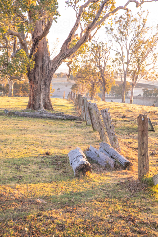 A gum tree, an old fence line and golden hour - Australian Stock Image