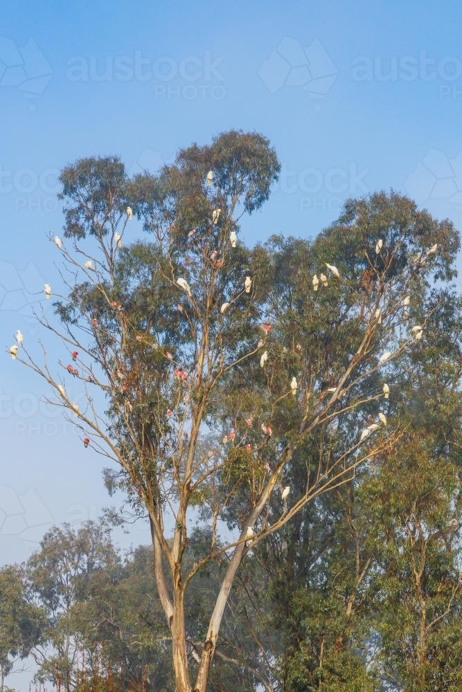 A gum tree full of native birds in front of a blue sky - Australian Stock Image