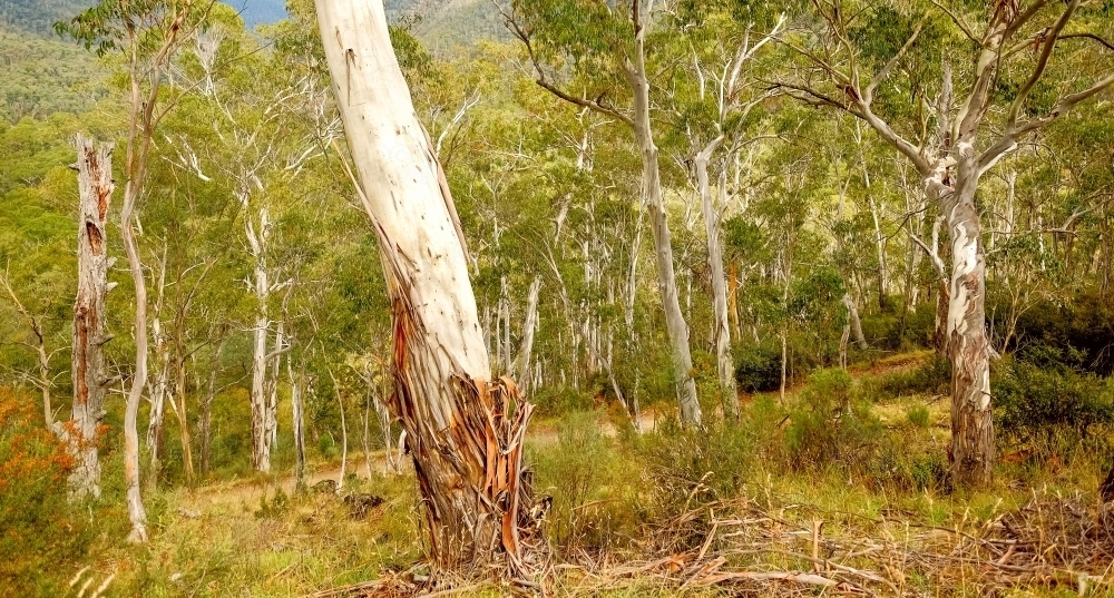a gum tree out in the bush - Australian Stock Image