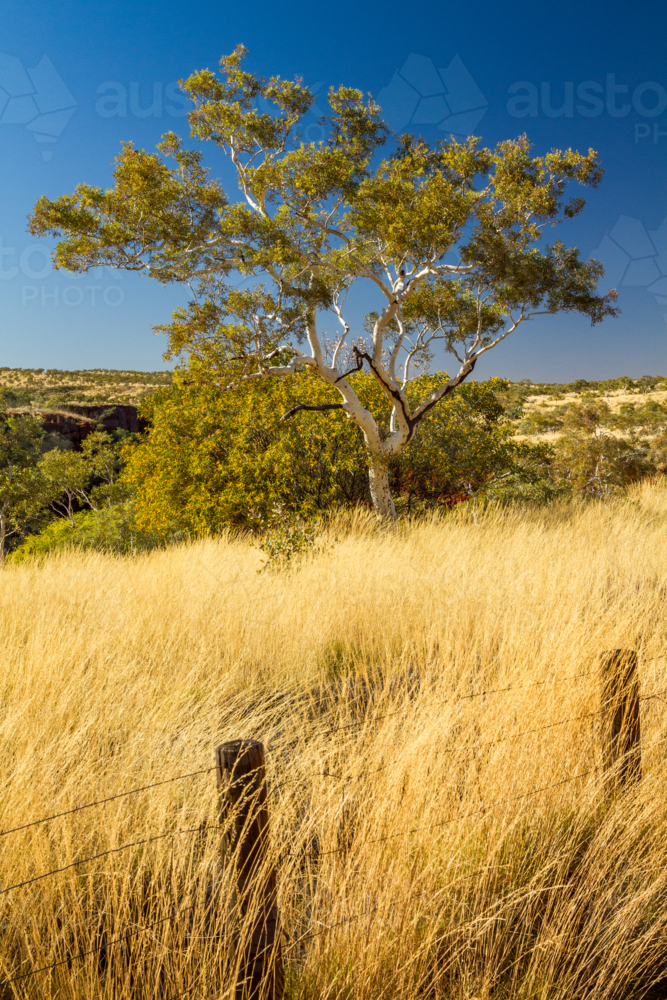 A gum tree surrounded by long dry grass in the Pilbara region of WA. - Australian Stock Image