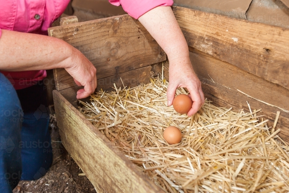 A hand holding a fresh hen egg in a box with nest straw - Australian Stock Image