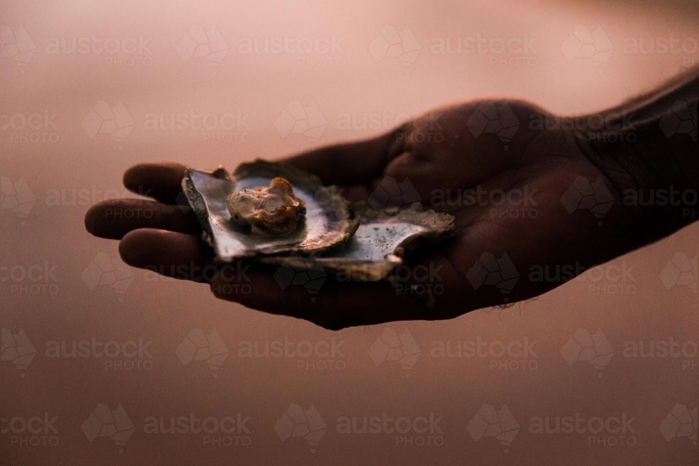 A hand holding oysters with pearls in them - Australian Stock Image