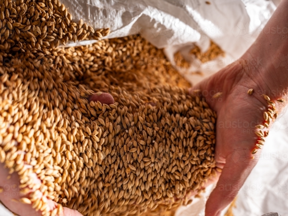 A handful of golden-brown grains in a sack - Australian Stock Image