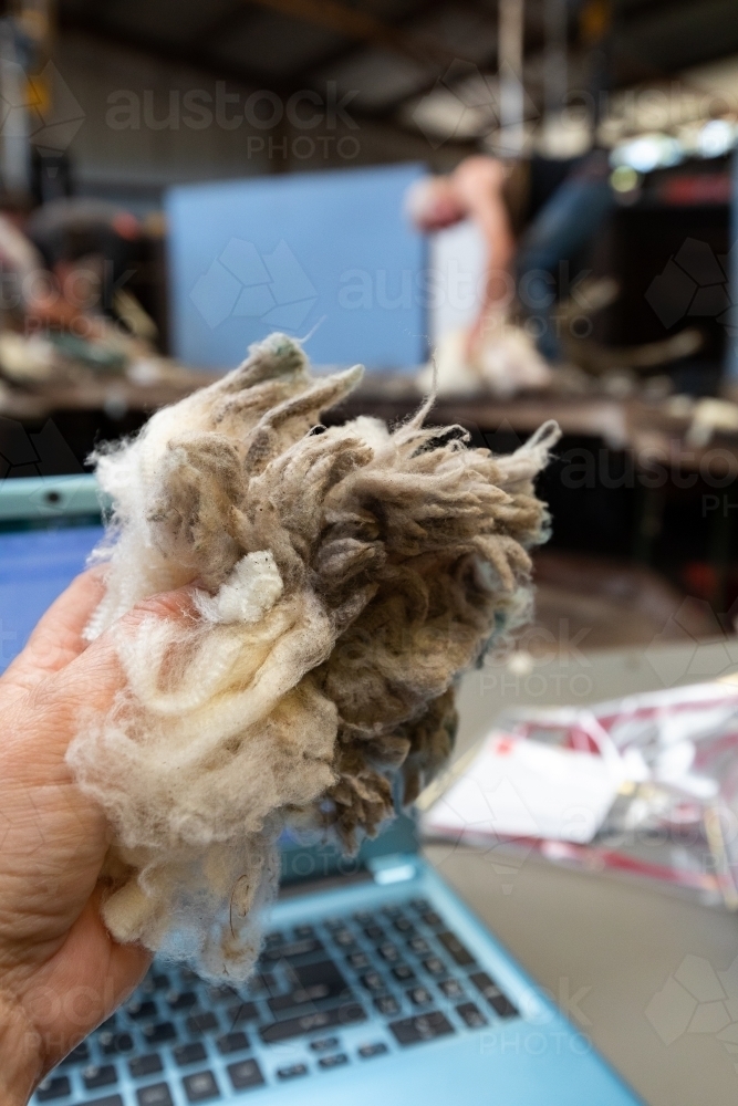 a handful of merino wool in front of laptop in shearing shed - Australian Stock Image