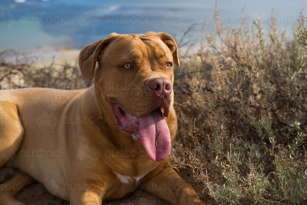 A happy American Bulldog mixed breed dog relaxing in the grass - Australian Stock Image
