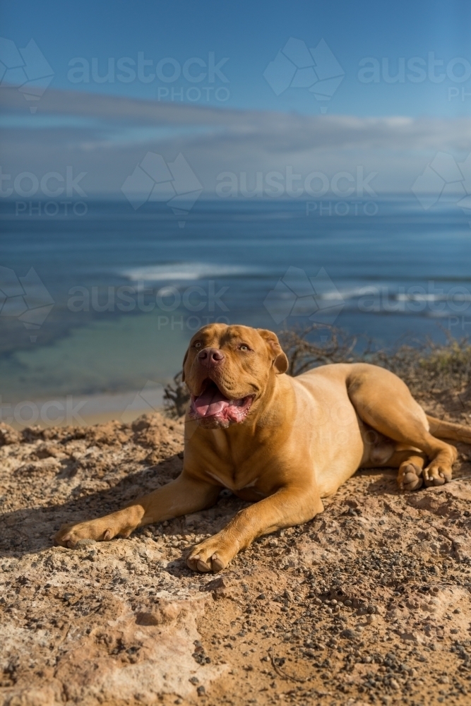 A happy American Bulldog mixed breed dog relaxing on a rock by the beach - Australian Stock Image