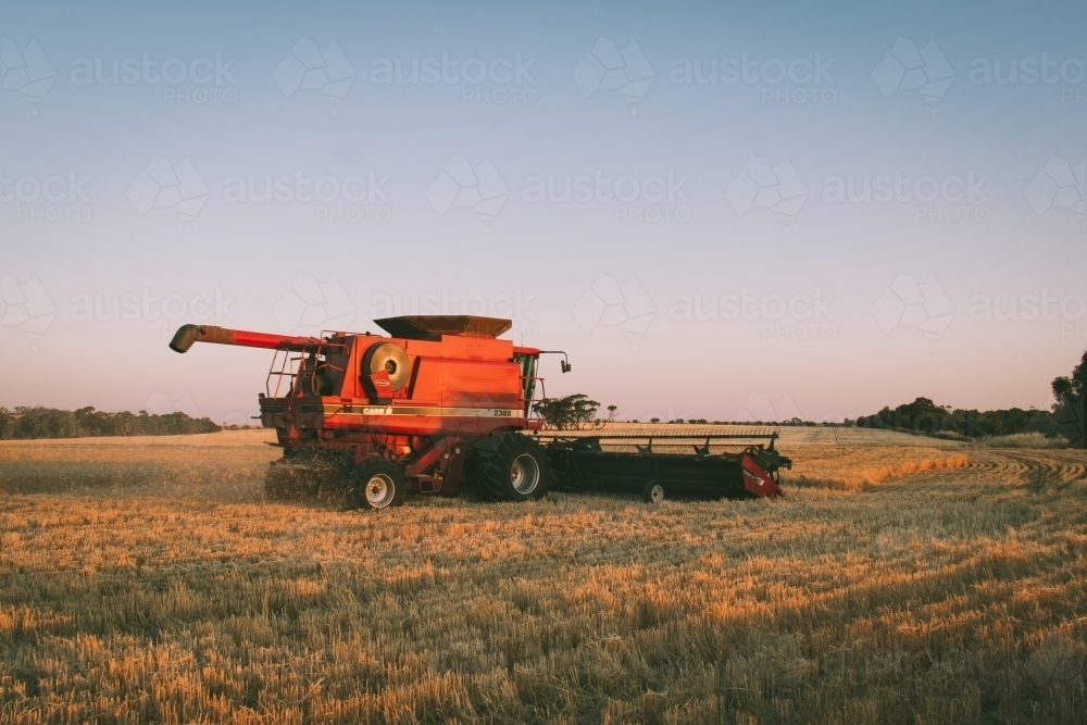 A harvester harvesting wheat in the Avon Valley in Western Australia - Australian Stock Image