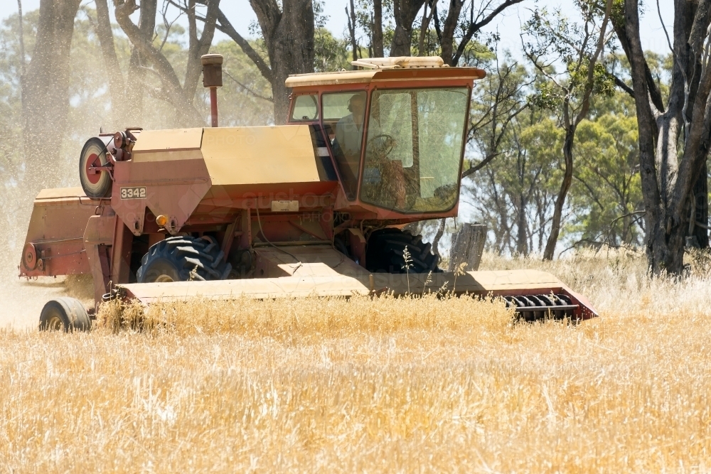 A harvester working in a farmers grain crop - Australian Stock Image