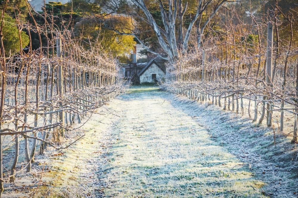 A heavy winter frost covers an apple orchard - Australian Stock Image