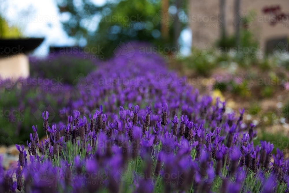 A hedge of lavender - Australian Stock Image