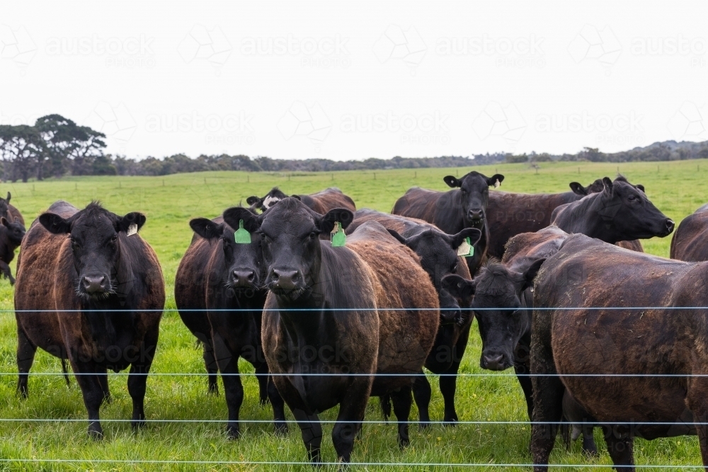 A herd of beef cattle on a free range cow ranch farm - Australian Stock Image