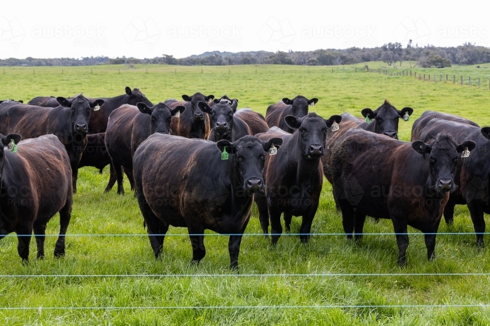 A herd of beef cattle on a free range cow ranch farm - Australian Stock Image
