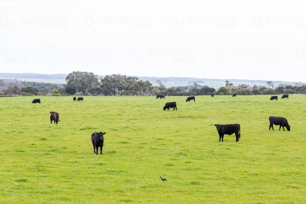 A herd of beef cattle on a free range cow ranch farm - Australian Stock Image