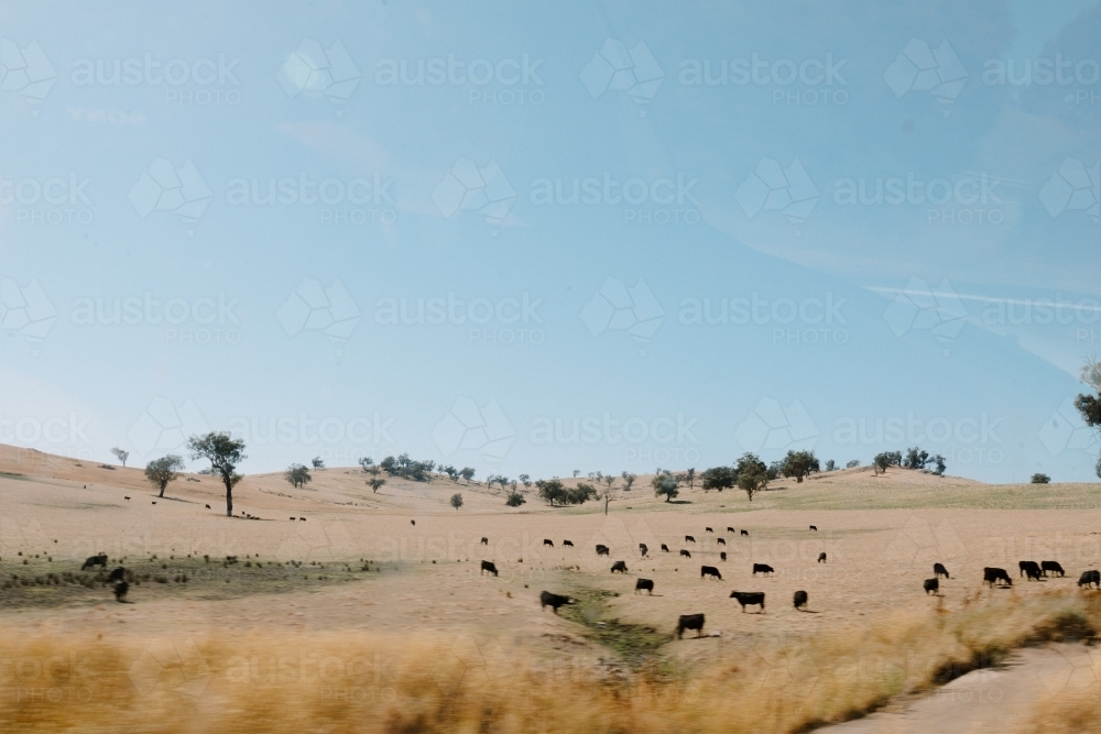 A herd of black cattle grazing peacefully on the dry grass. - Australian Stock Image
