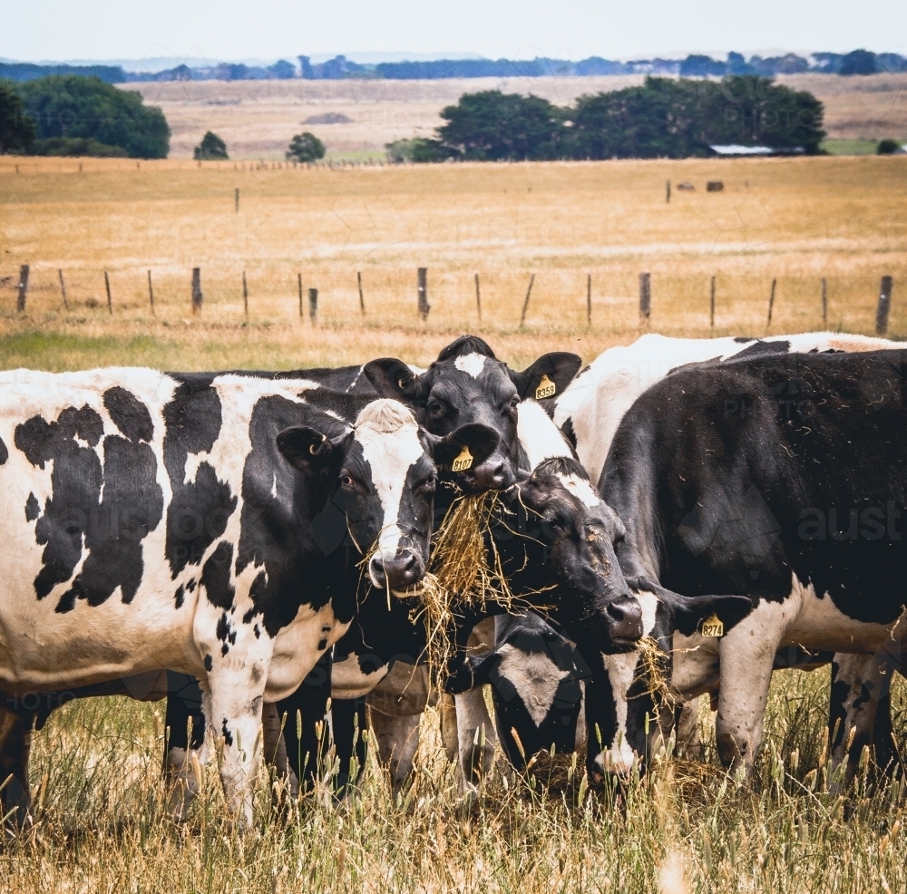 A herd of dairy cows happily munch on silage - Australian Stock Image