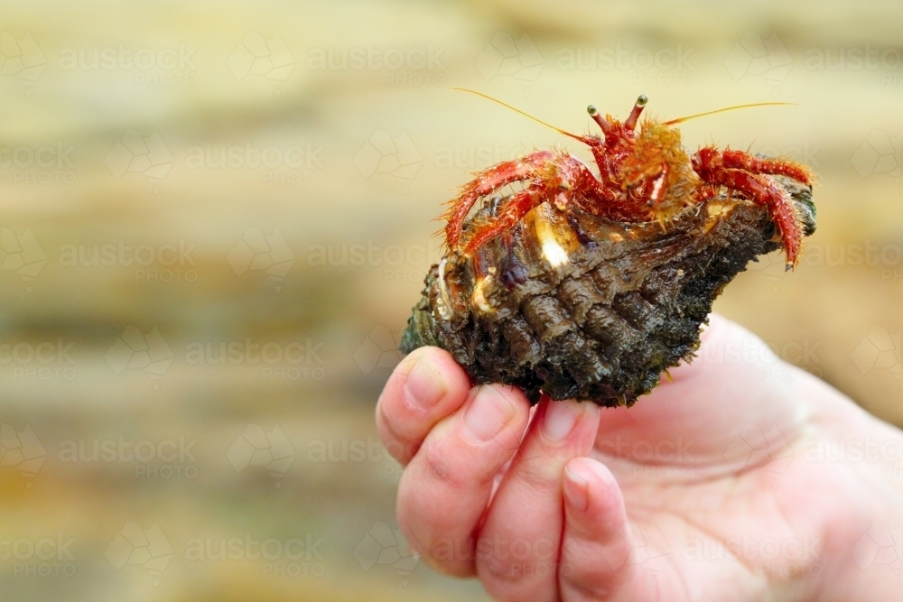 A hermit crab cautiously emerging from inside its shell whilst being held in a hand - Australian Stock Image