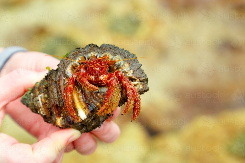 A hermit crab cautiously emerging from inside its shell whilst being held in a hand - Australian Stock Image