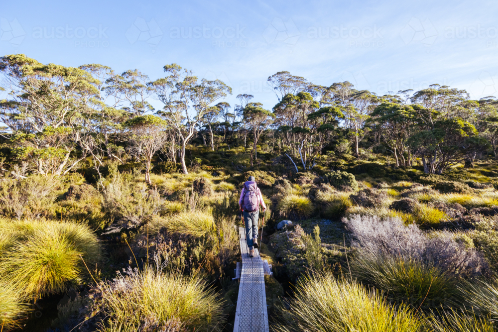A hiker amongst wide landscape views at sunset of Barn Bluff near Cradle Mountain - Australian Stock Image