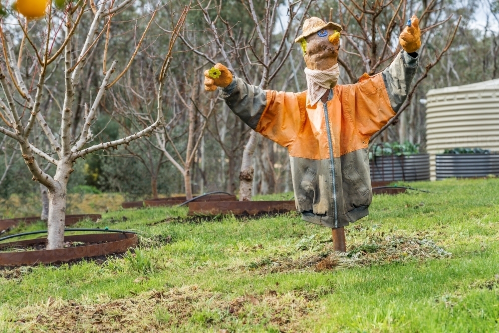A home made scarecrow amongst garden fruit trees - Australian Stock Image