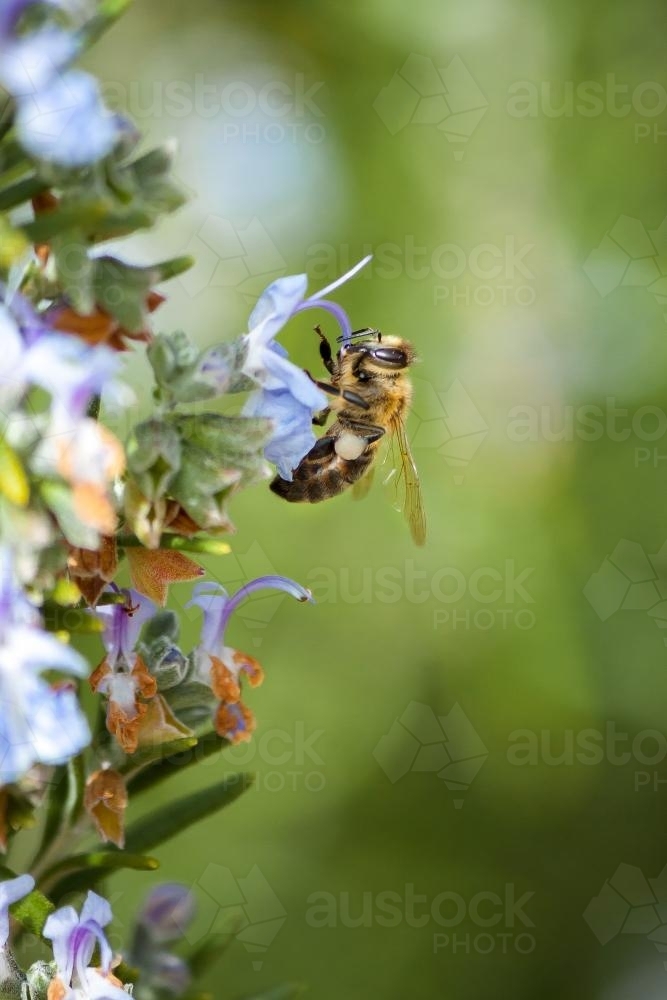 A honey bee collecting nectar - Australian Stock Image