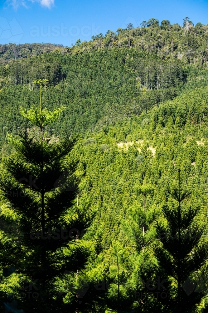 A hoop pine forestry plantation in the Sunshine Coast hinterland near Kenilworth - Australian Stock Image