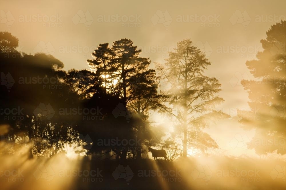 A horse stands in morning sunshine - Australian Stock Image