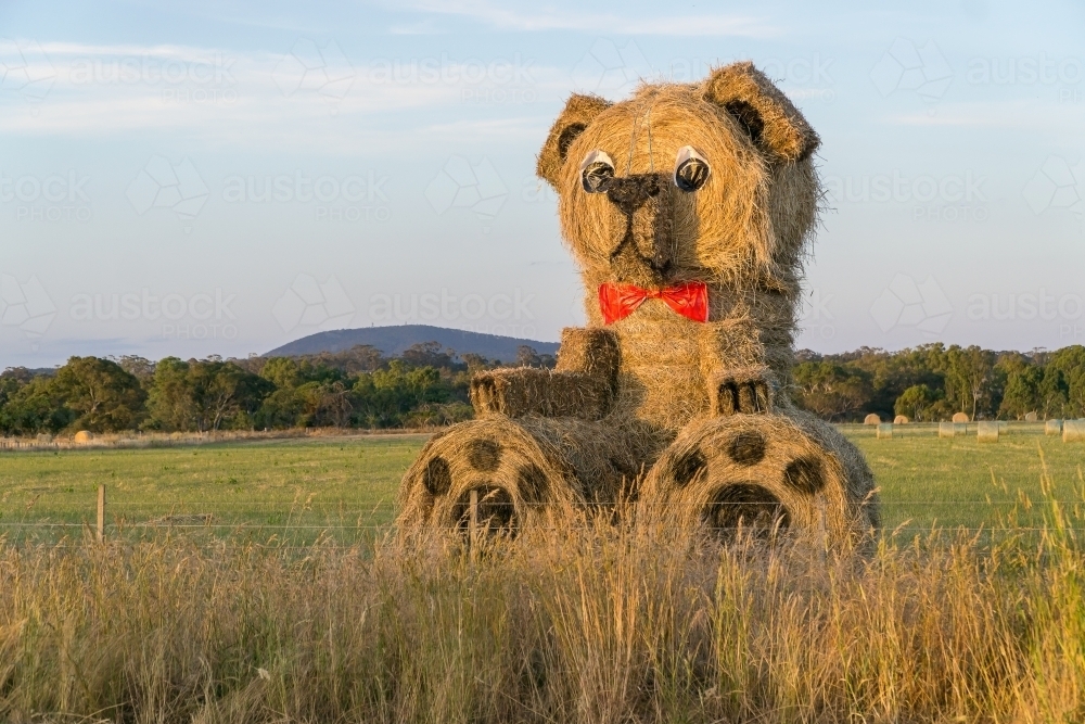 A huge teddy bear made out of hay bales in a roadside paddock - Australian Stock Image